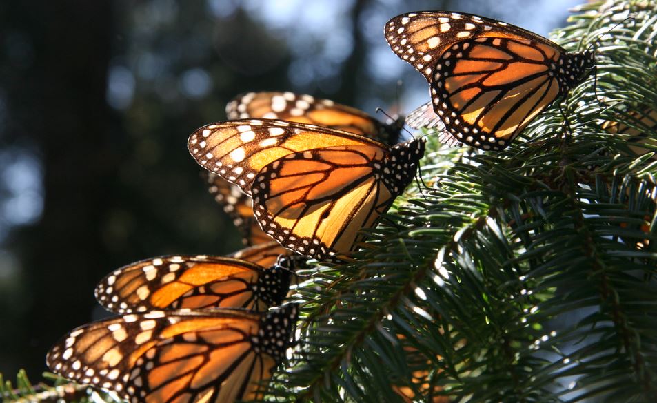 Flight of the Butterflies